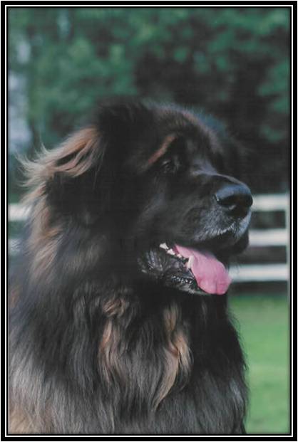 Dragongrdens Kennel